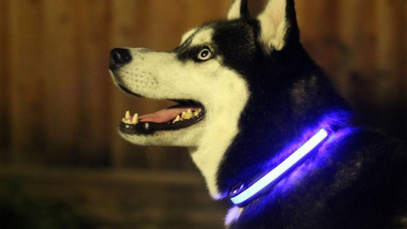LED Light-Up Safety Dog Collar – Flashing Night Walking Collar, Sizes S–XL