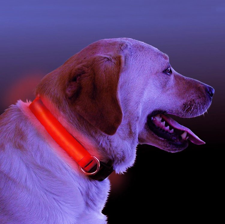 LED Light-Up Safety Dog Collar – Flashing Night Walking Collar, Sizes S–XL